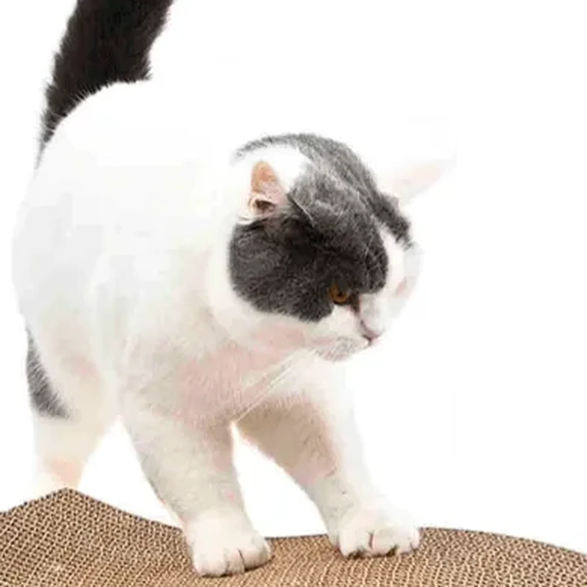 Rascador de Cartón Ondulado para Gato — foto 3